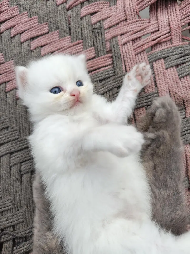 semi punch kitten pair — photo 5
