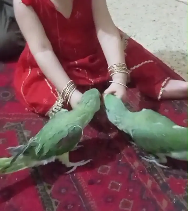 Raw parrat home breed active