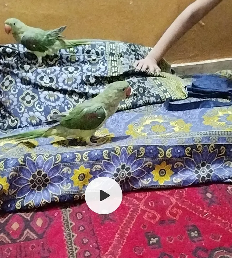 Raw parrat home breed active — photo 2