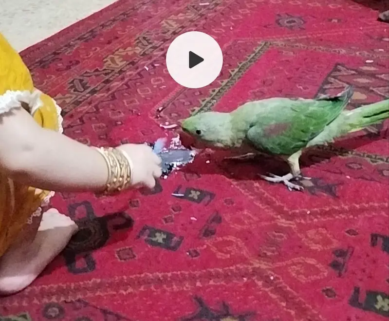 Raw parrat home breed active — photo 3
