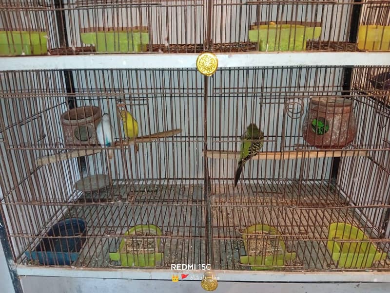 parrot 1