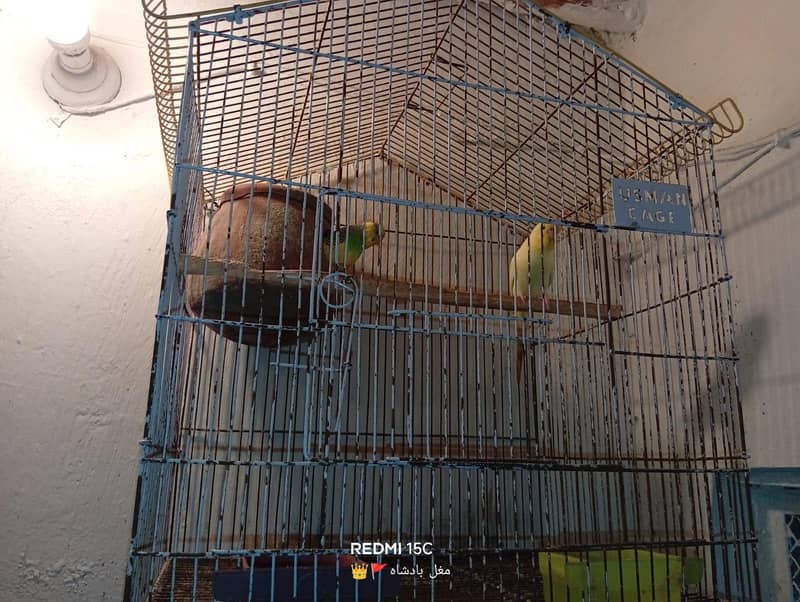 parrot 2