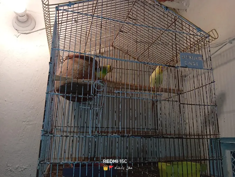 parrot — photo 3