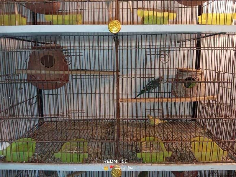 parrot 3