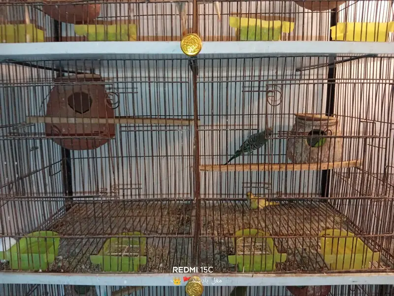 parrot — photo 4