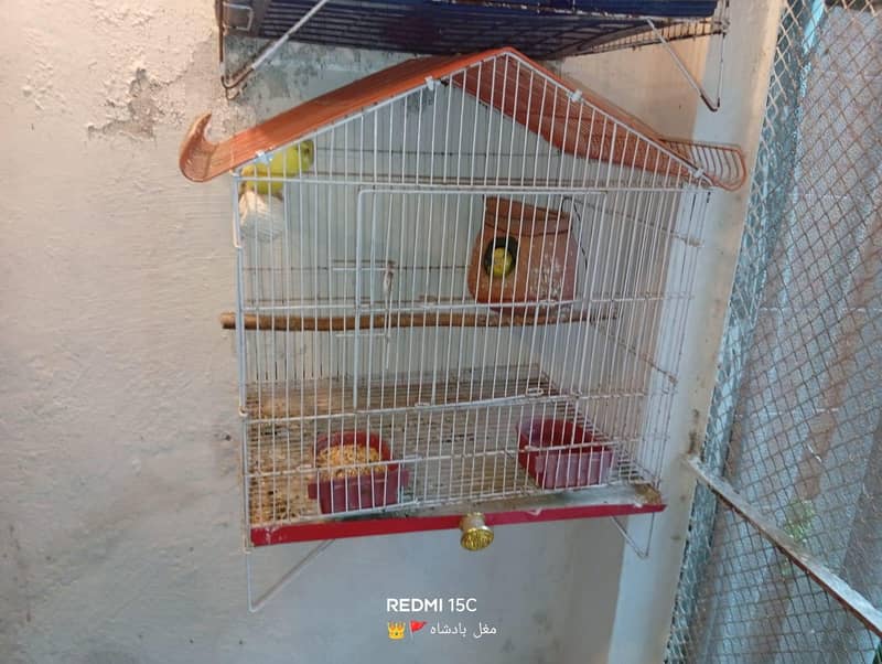 parrot 4