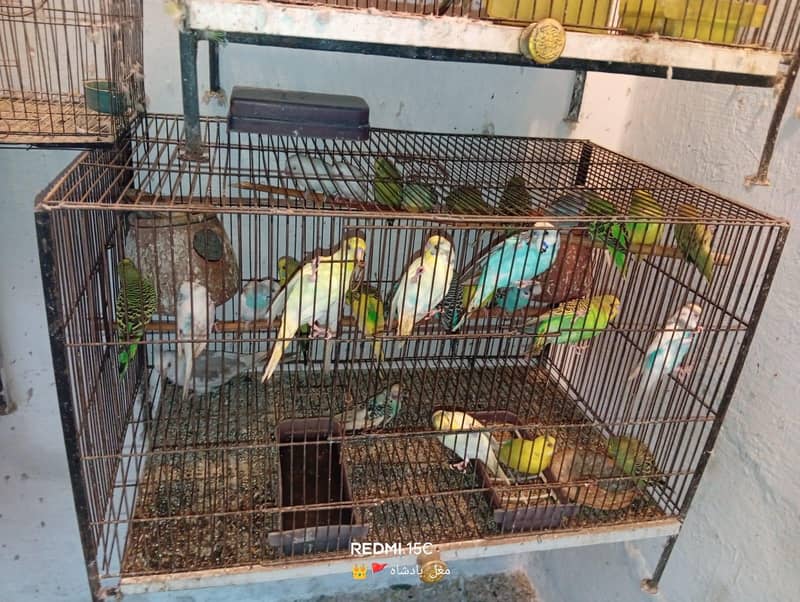 parrot 5