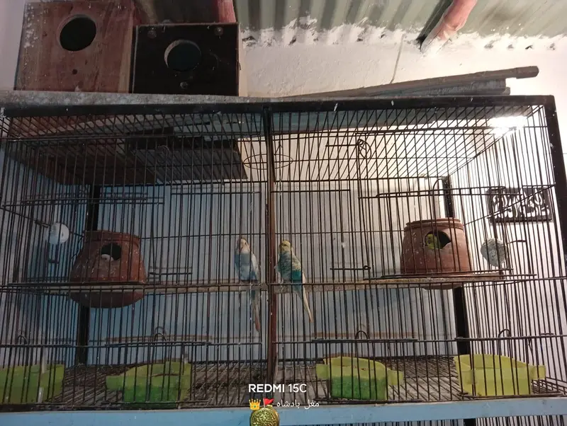 parrot — photo 7