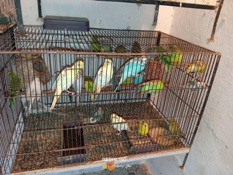 parrot 7