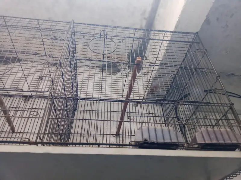 2 portion cage and pure kikr box for sale 03118202396 — photo 2