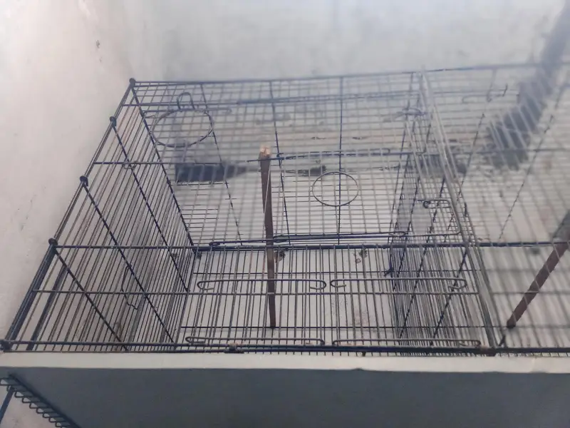 2 portion cage and pure kikr box for sale 03118202396 — photo 3