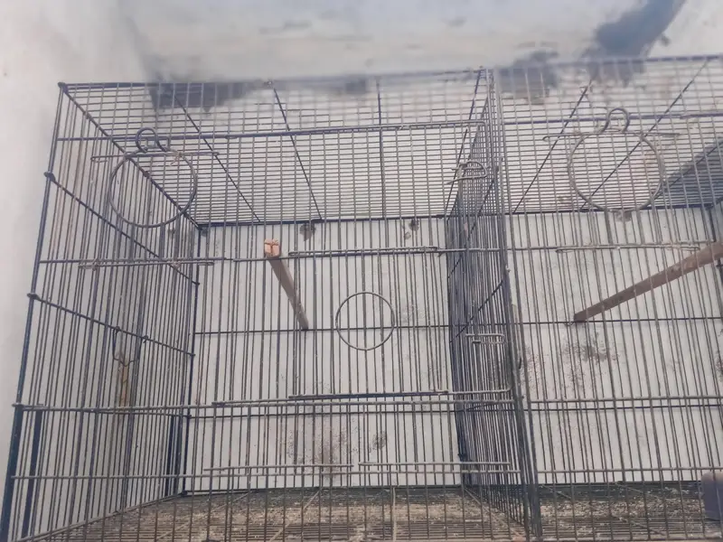 2 portion cage and pure kikr box for sale 03118202396 — photo 4
