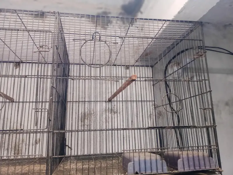 2 portion cage and pure kikr box for sale 03118202396 — photo 5