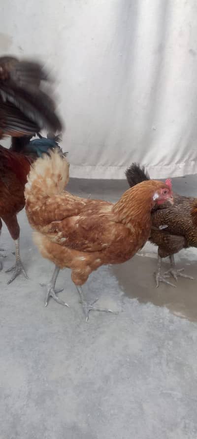 egg lying hens and cock