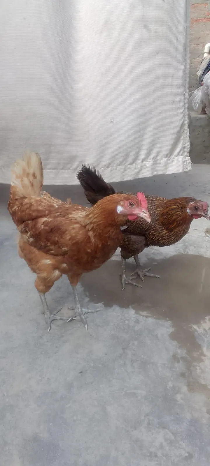 egg lying hens and cock — photo 2