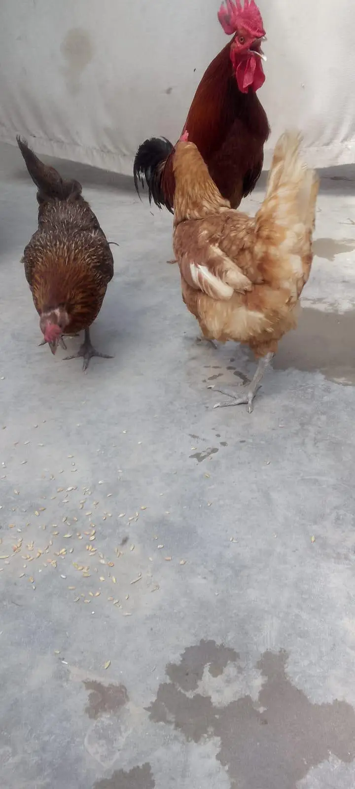 egg lying hens and cock — photo 3