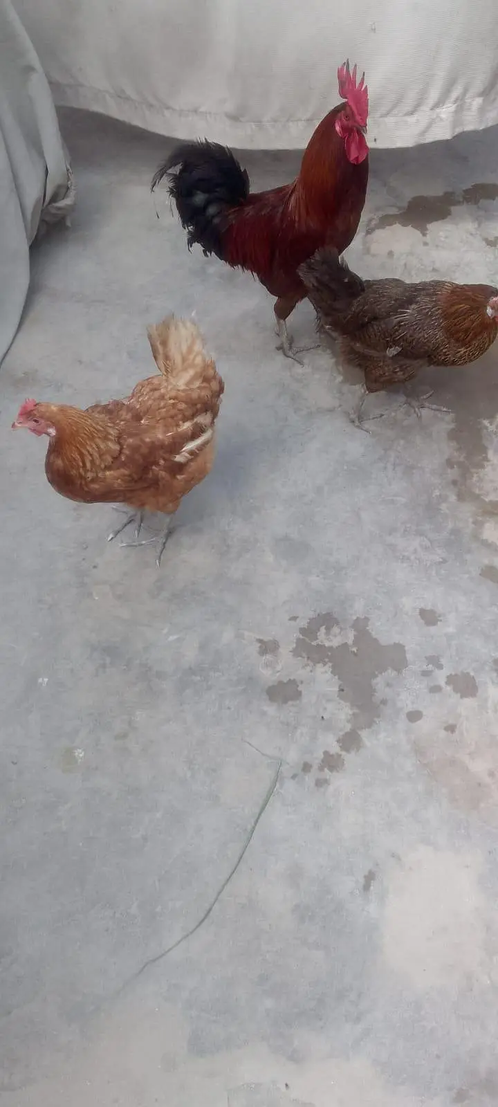 egg lying hens and cock — photo 4