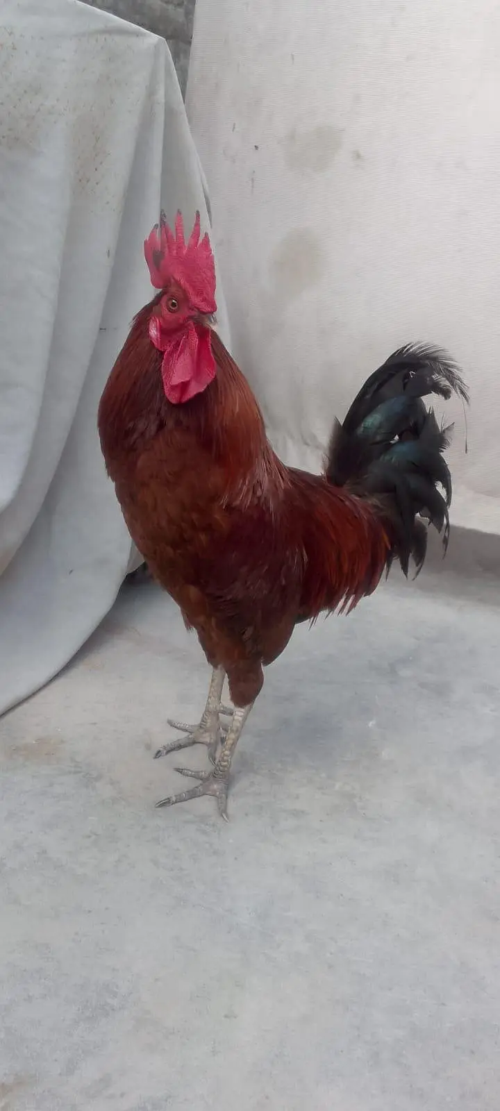 egg lying hens and cock — photo 5