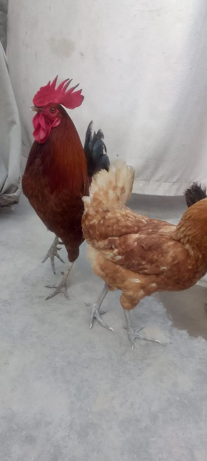 egg lying hens and cock — photo 6