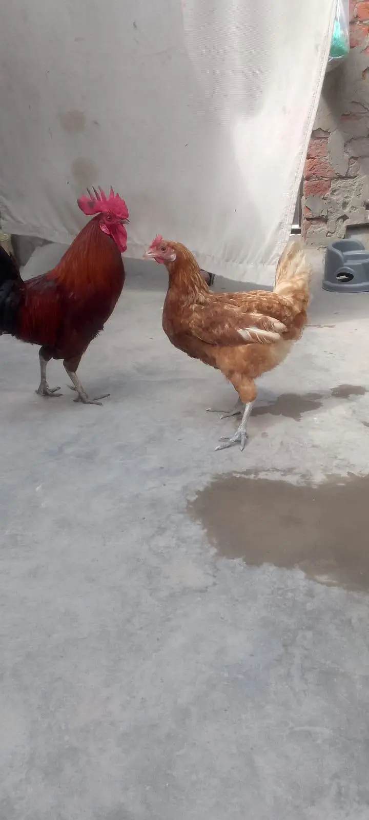 egg lying hens and cock — photo 7