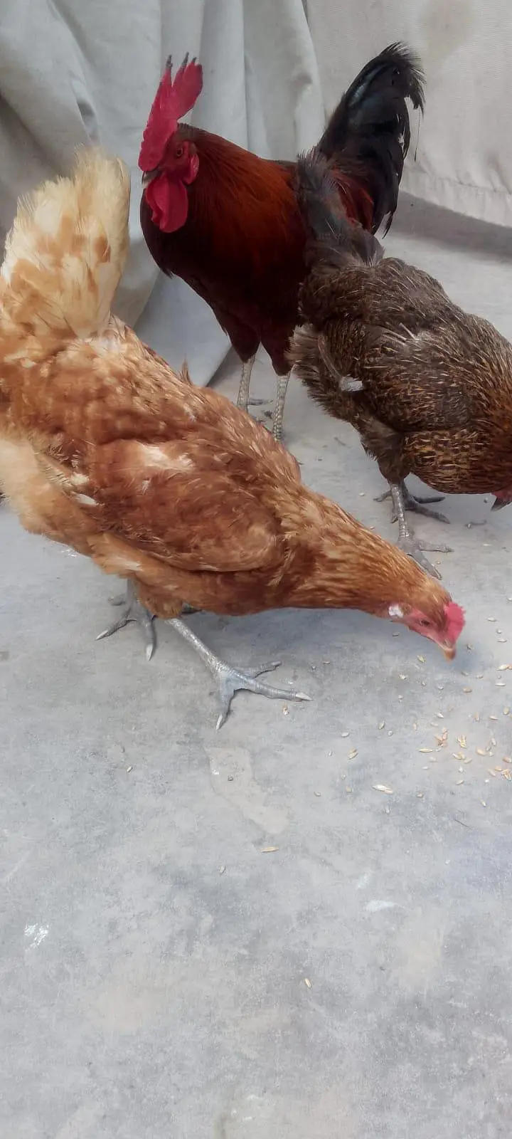 egg lying hens and cock — photo 8