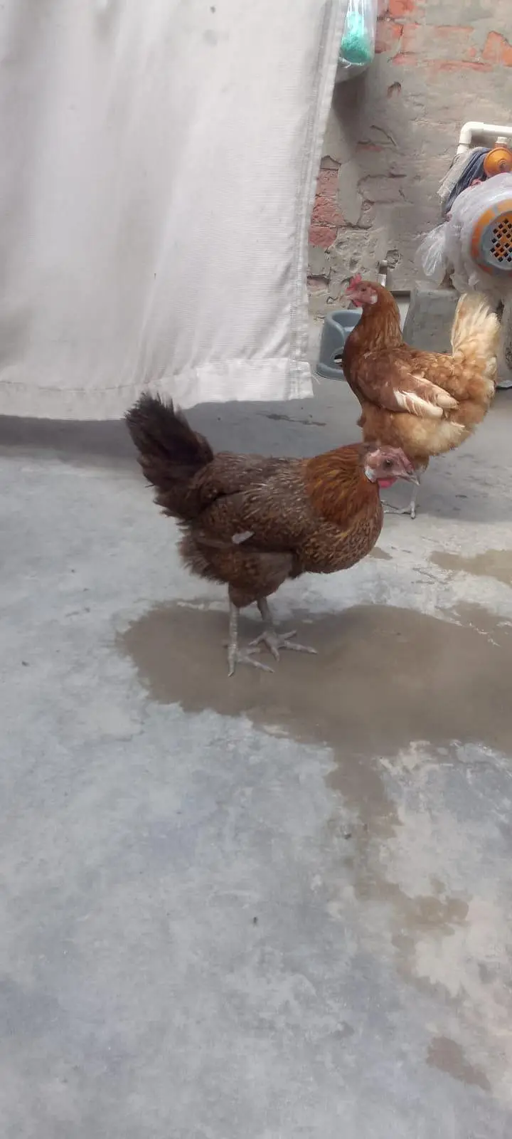 egg lying hens and cock — photo 9