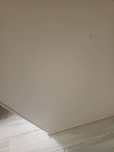 red eye rabbit pair sale