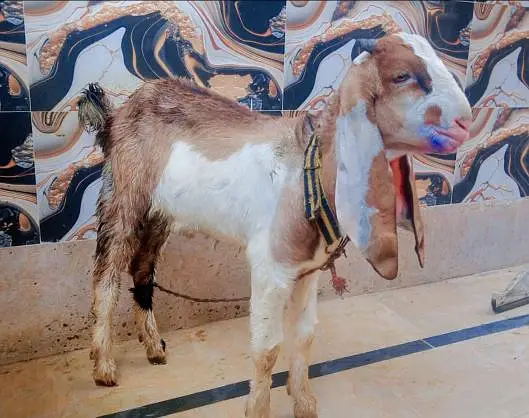Desi Male Bakra