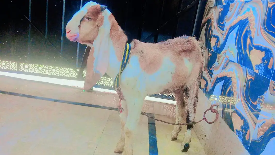 Desi Male Bakra — photo 2
