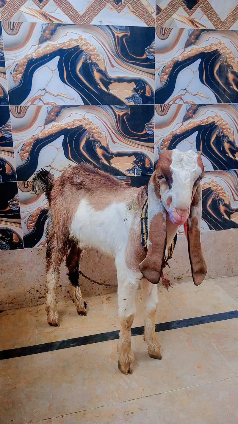 Desi Male Bakra — photo 3