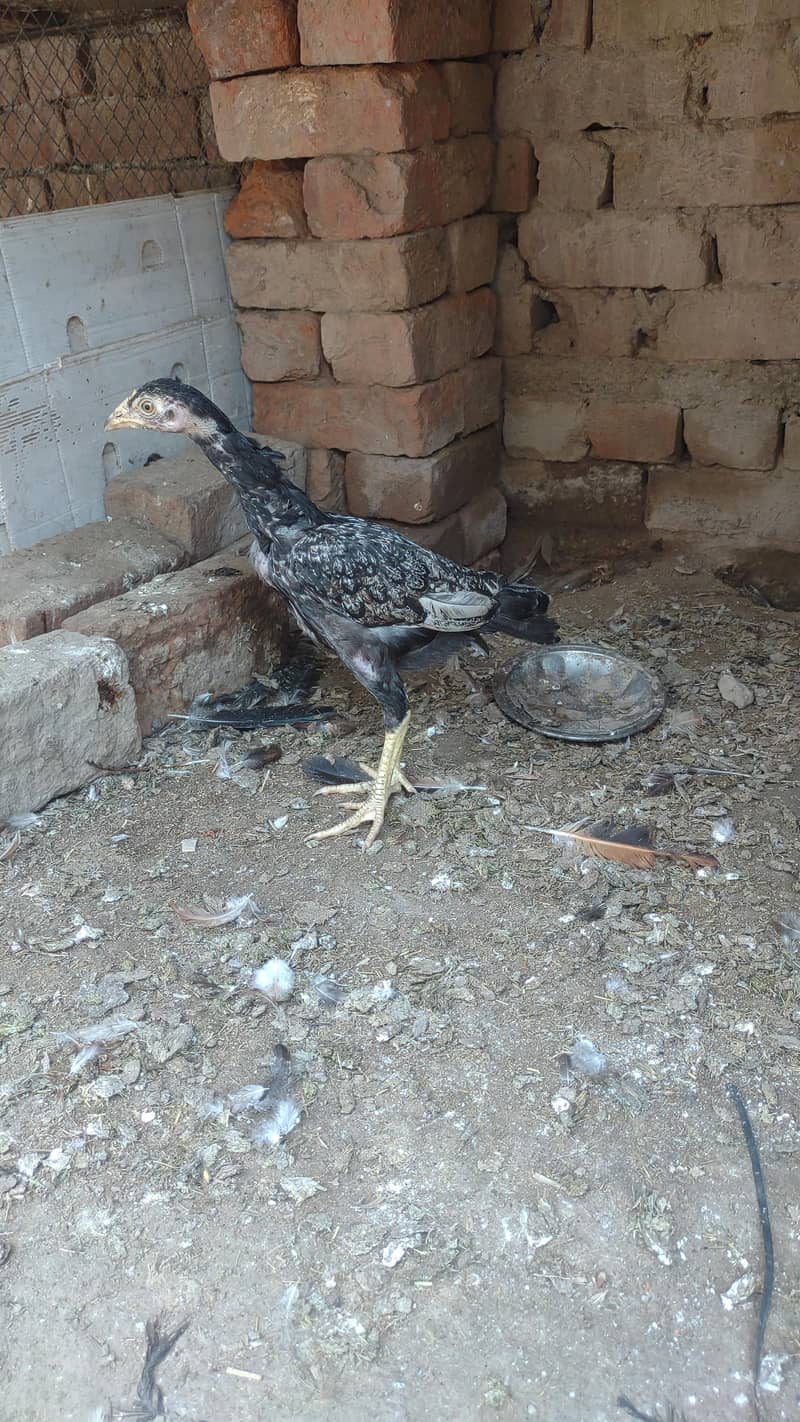 mix bread jawa 1