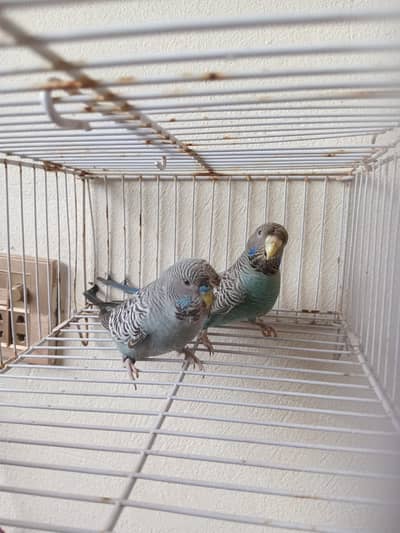 Bf hogo breed pear and v paid cocktail