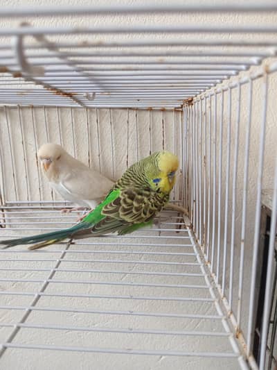Exhibition pear bw hogo male cage 4sale