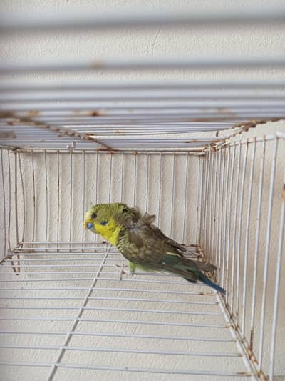 Bw hogo male split blue