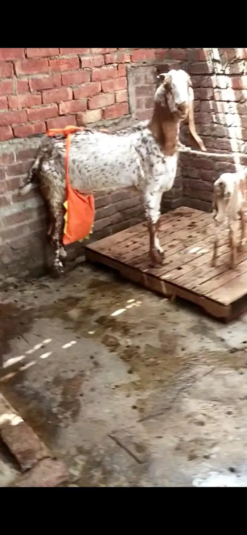 dasi makhi cheeni bakri with kid 03098289032 — photo 2
