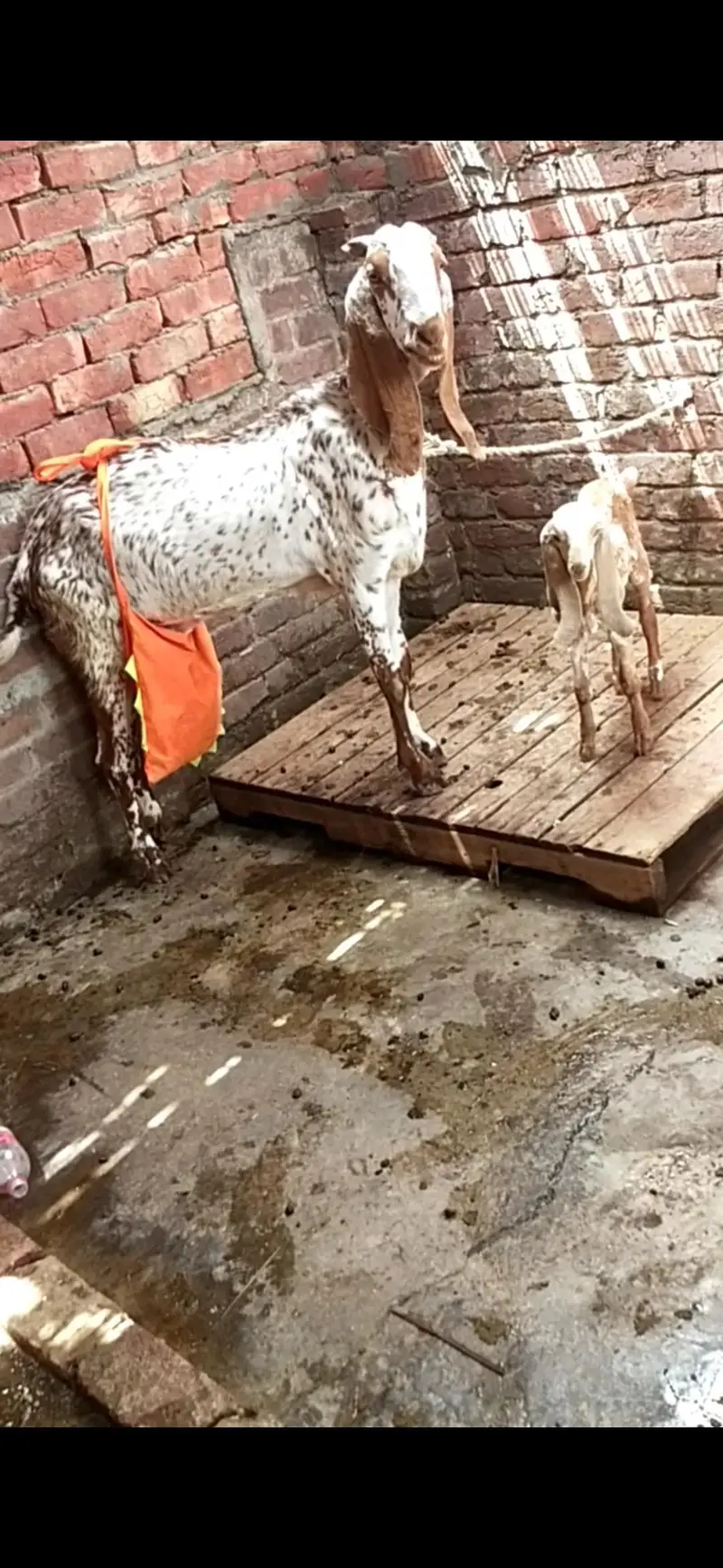 dasi makhi cheeni bakri with kid 03098289032 — photo 3