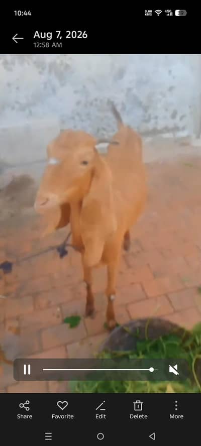 dasi bakrii