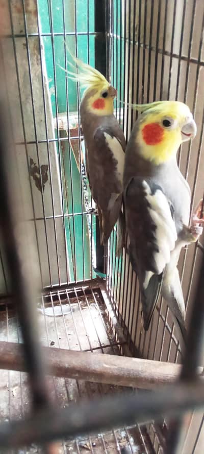 cocktail with cage