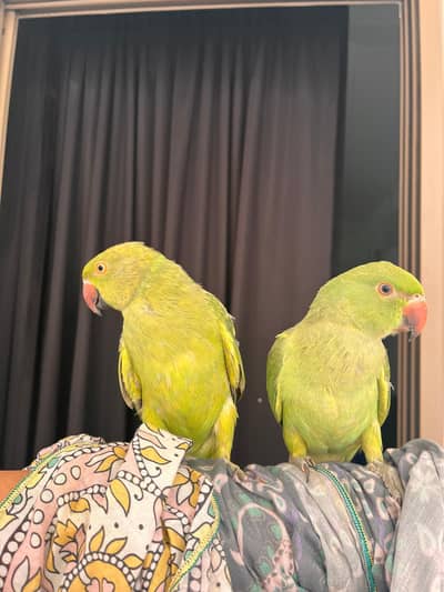 Ringneck | green parrot | handtame parrot | parrot pair with cage sale