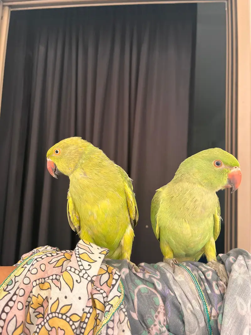 Ringneck | green parrot | handtame parrot | parrot pair with cage sale