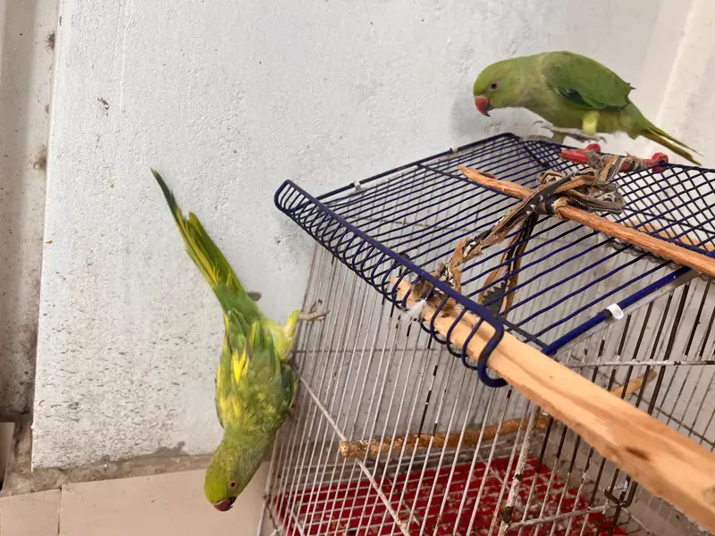 Ringneck | green parrot | handtame parrot | parrot pair with cage sale — photo 2