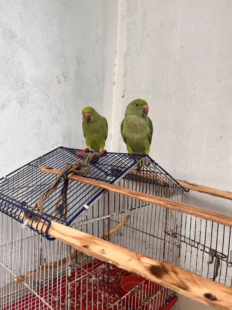 Ringneck | green parrot | handtame parrot | parrot pair with cage sale — photo 3