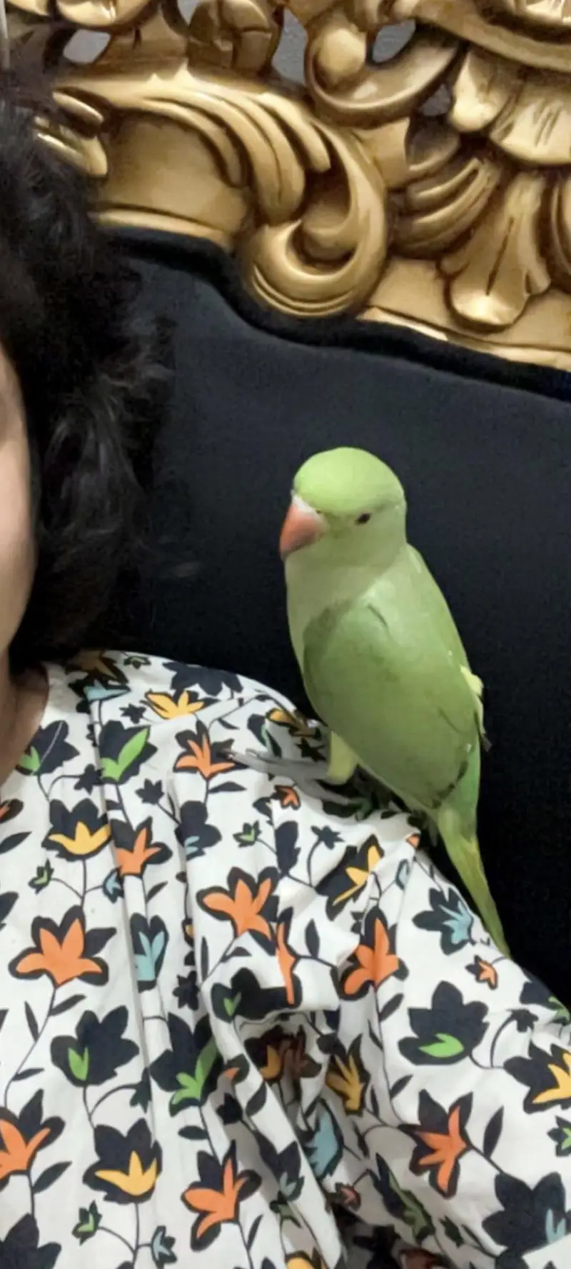 Ringneck | green parrot | handtame parrot | parrot pair with cage sale — photo 4