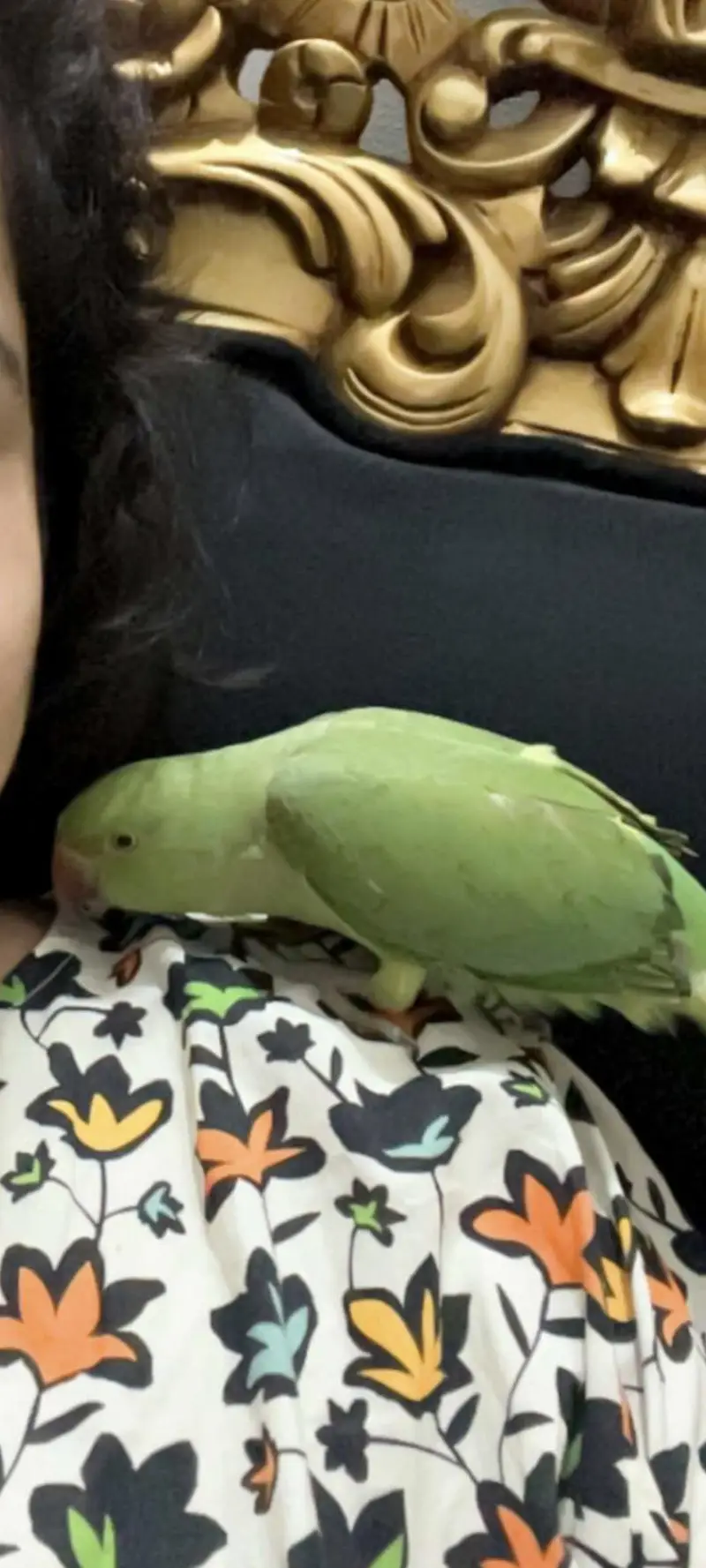Ringneck | green parrot | handtame parrot | parrot pair with cage sale — photo 5