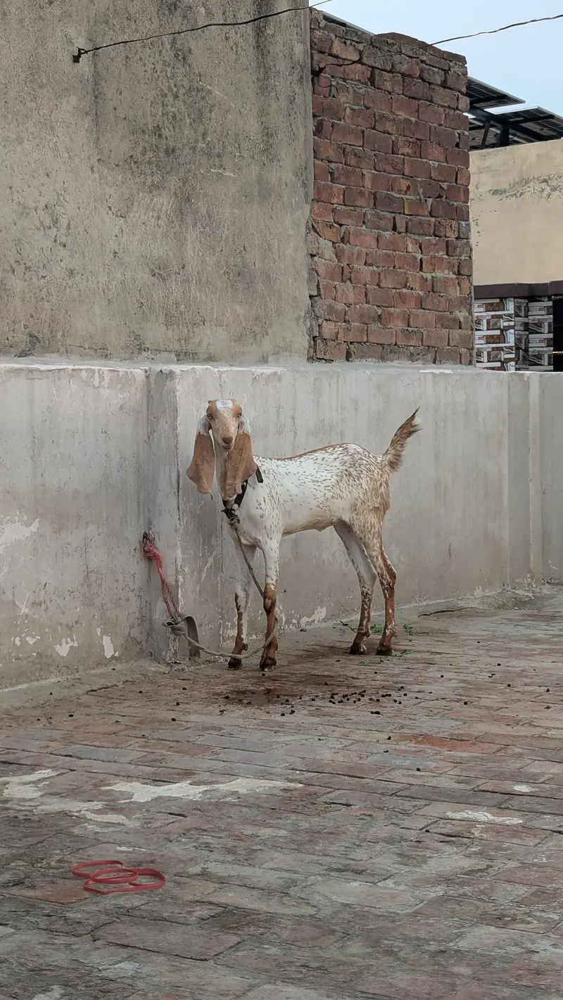 pure dasi makki chini path for sale
