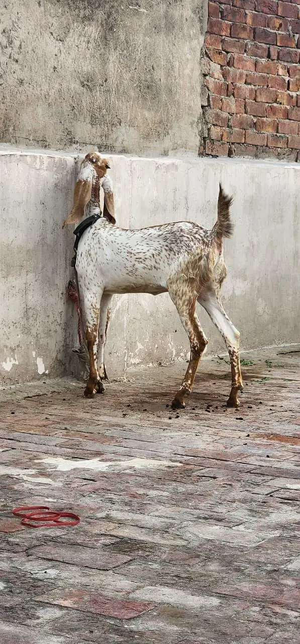 pure dasi makki chini path for sale — photo 2