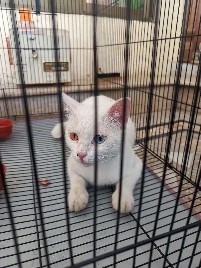 This is very beautiful cat is so lovely her person