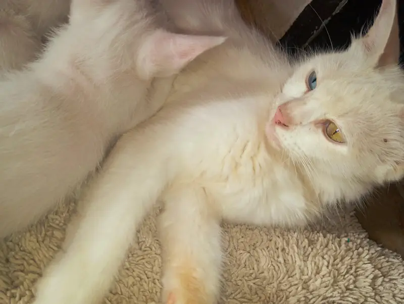 Female Persian cat with 4 kittens