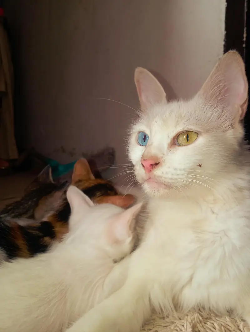 Female Persian cat with 4 kittens — photo 2