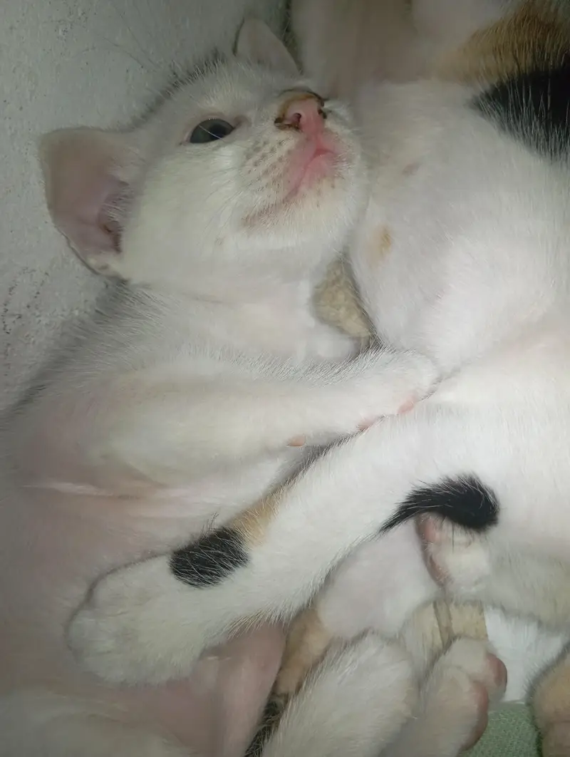 Female Persian cat with 4 kittens — photo 4